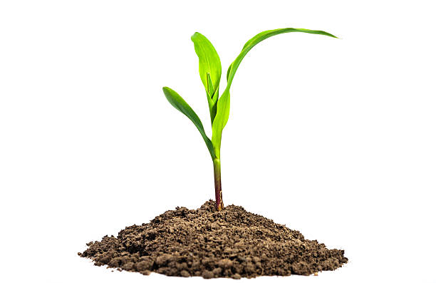 new life new small plant grow in natural ground isolated on white background, agricultural nad development concept seedling stock pictures, royalty-free photos & images