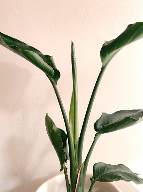 New Lush Green Leaf Unraveling on a White Bird of Paradise Houseplant New Green Leaf Unraveling on a White Bird of Paradise Houseplant bird of paradise plant stock pictures, royalty-free photos & images