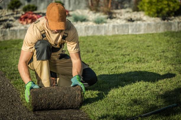 New Natural Grass Lawn Garden Lawn Technician Worker Installing New Natural Grass From Roll. landscaped stock pictures, royalty-free photos & images