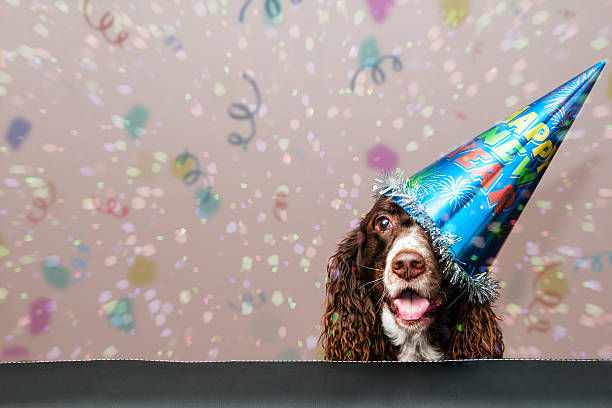 new year dog happy dog wearing a new year party hat with confetti falling happy new year dog stock pictures, royalty-free photos & images