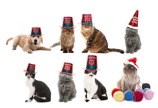 new years cats and dogs new year concept happy new year dog stock pictures, royalty-free photos & images
