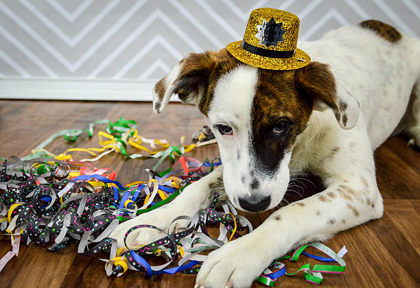 New Year's Puppy Laying Down With Hat and Streamers This is an image of a mixed breed, six month old puppy laying amongst streamers and wearing a New Year's top hat. happy new year dog stock pictures, royalty-free photos & images