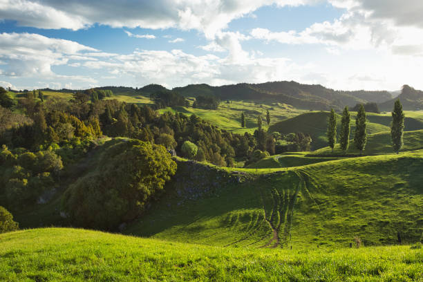 New Zealand Countryside Scenery, Waitomo Area stock photo