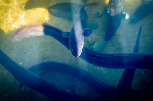 nouvelle-zélande - anguilles - paling stockfoto's en -beelden