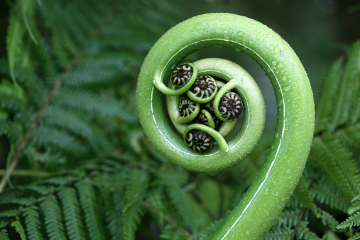 New tree fern frond, koru symbol. Focus is on the centre on the frond. 
