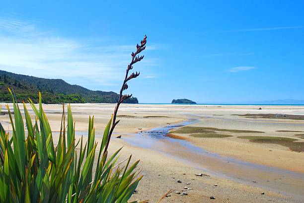 New Zealand Flax Flower with distant Seascape stock photo