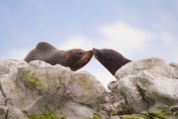 New Zealand fur seals (Arctocephalus forsteri) stock photo