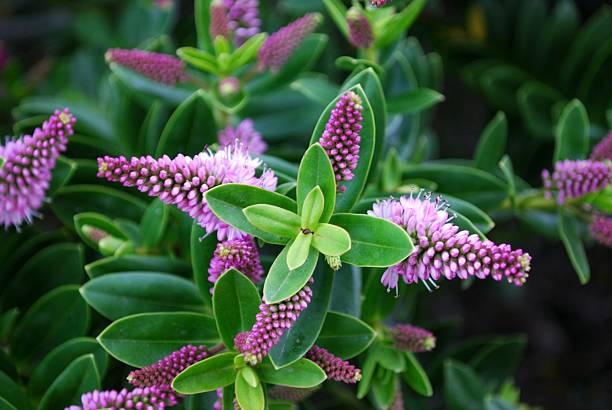 New Zealand Hebe Flower stock photo