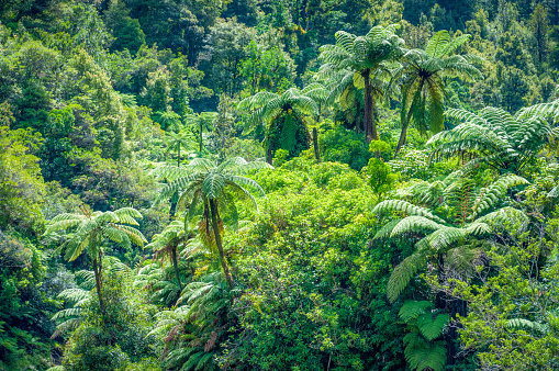 Tree ferns and among the lush foliage of native woodland on New Zealand's North Island.