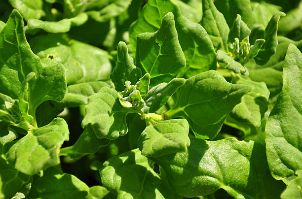 New Zealand spinach (Tetragonia tetragonioides) stock photo