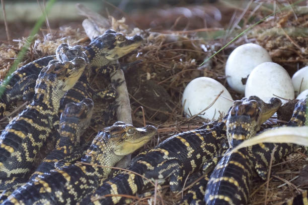 nyfödda alligator nära ägget om i boet - american aligator hatched bildbanksfoton och bilder