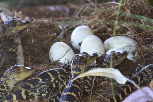 nyfödd alligator nära den äggläggning i boet. - american aligator hatched bildbanksfoton och bilder