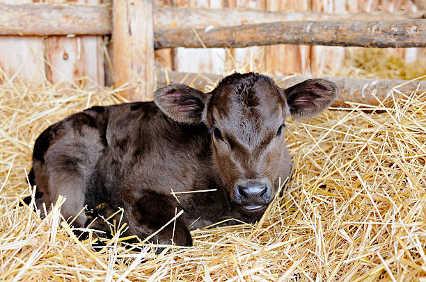 Newborn Calf stock photo
