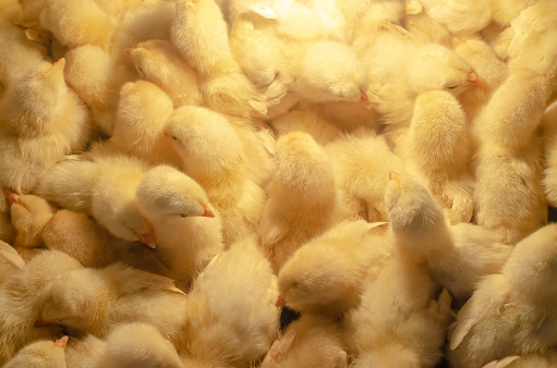 A newborn chicken is knocked out of an egg,brood of small chicks. Close up.Hatching Chick in a farm, Keeping chicks warm by poultry heat lamp.