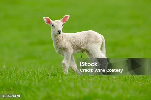 istock Newborn lamb stood in lush green meadow and facing forward 1331254878