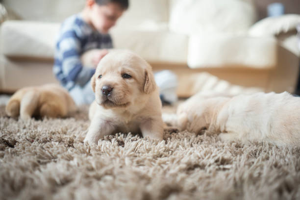 Newborn puppies at home stock photo
