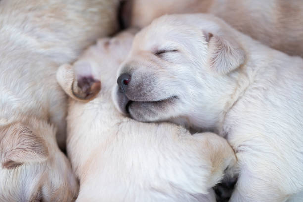 Newborn puppies at their box stock photo