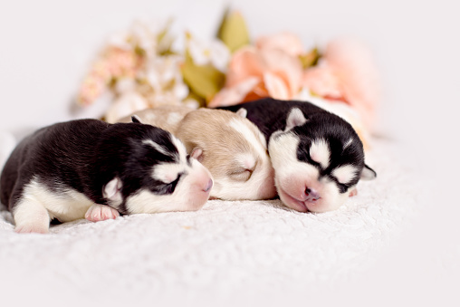 Newborn Siberian Husky Puppy Stock Photo Download Image