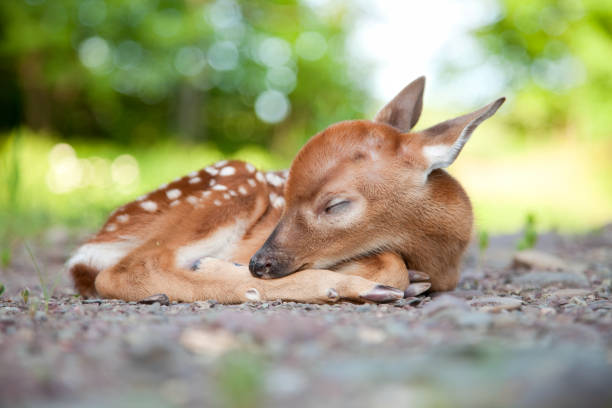24 453 Baby Deer Stock Photos Pictures Royalty Free Images Istock