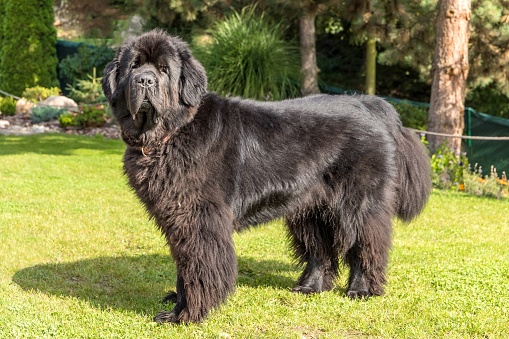 Newfoundland dog breed in an outdoor. Spectacular newfoundland dog, black, standing in profile in a nice garden.