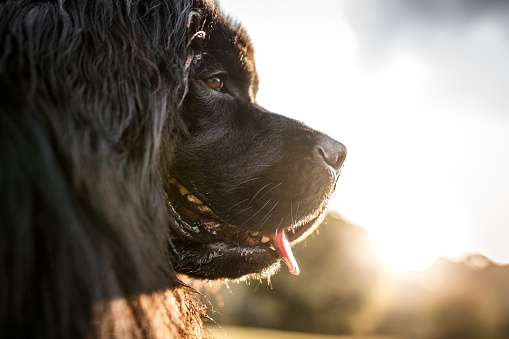 Newfoundland black dog profile portrait at sunset