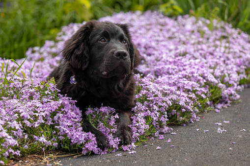 A black newfie sitting in a spring flower bed