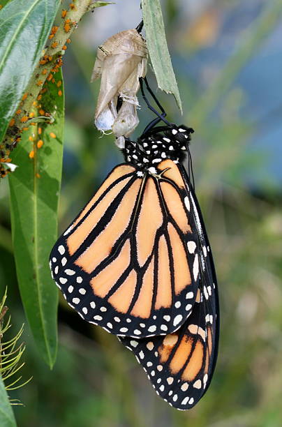 Newly emerged monarch butterfly stock photo