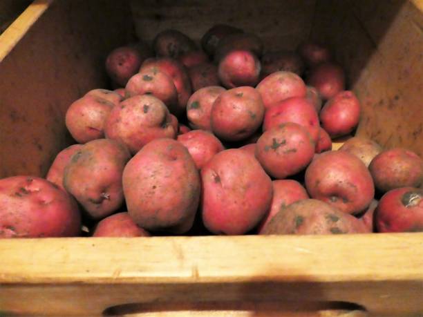 Newly Harvested Organic Red Garden Potatoes stock photo