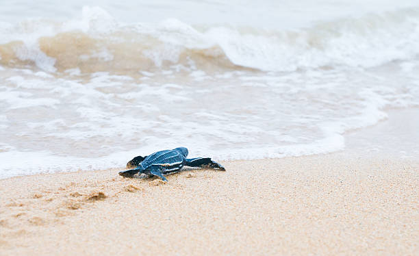Newly hatched baby turtles crawl to the surf stock photo
