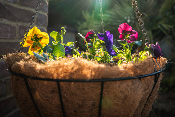 Newly planted pansy flowers in a hanging basket, catching the rich golden hour sunshine. There is an attractive lens flare. stock photo