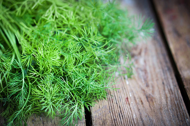 Newly pulled dill on old wooden table Fresh dill on rustic wooden table dill photos stock pictures, royalty-free photos & images