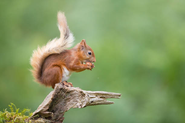 Nibbling A Nut stock photo