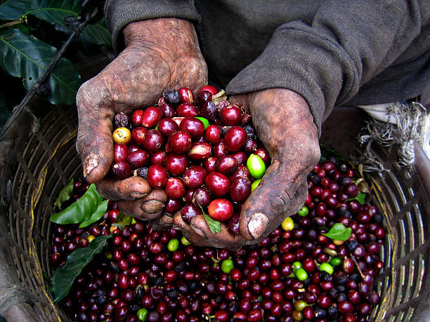 Nicaraguan Coffee Picker stock photo