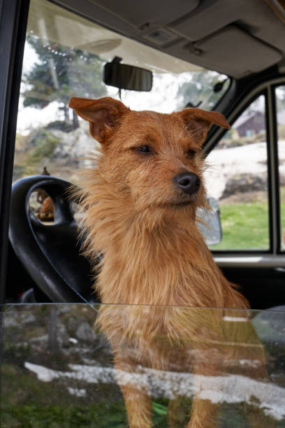 nice dog looking out of the window of a motorhome or car looking at the landscape around that is reflected in the window and sides in the Italian dolomites stock photo