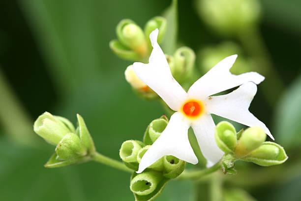 Night flower jasmine