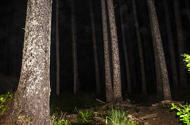 Night Forest near Scott Creek on the Olympic Coast stock photo