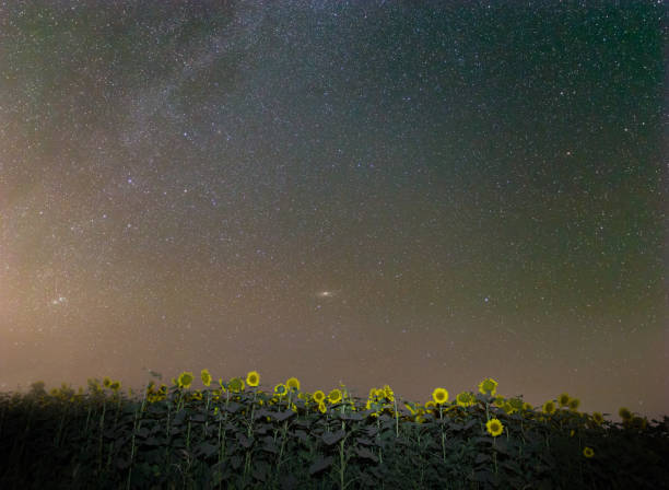 Photo of night scene, sunflower field under a starry sky