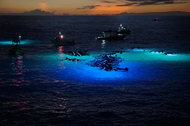 Nighttime Manta Ray Viewing Snorkelers watch for Manta Rays in the Pacific Ocean off the Kona Coast in Hawaii. Boats shine lights in the water to illuminate plankton which attract the rays. bioluminescence stock pictures, royalty-free photos & images