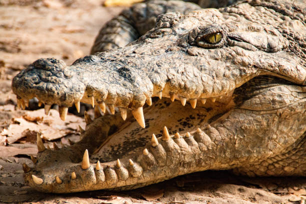 Nile crocodile in the Gambia River in the Gambia, West Africa stock photo