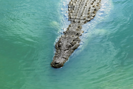Nile Crocodile In Water Stock Photo Download Image Now Nile Crocodile In Water Stock Photo Download Image Now