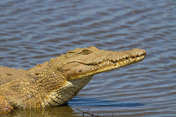 Nile Crocodile on the River Bank stock photo