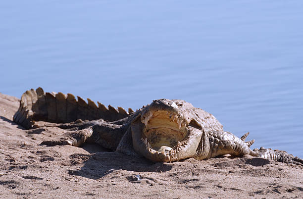 Nile crocodile stock photo