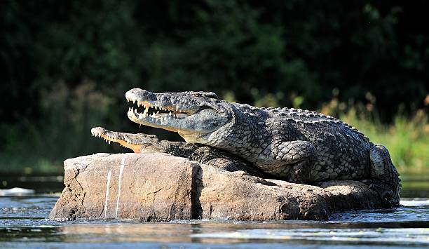 Nile crocodile. Two crocodiles , having opened from a heat stock photo