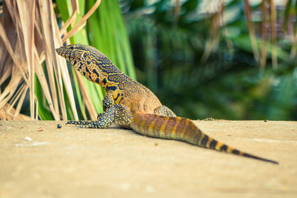 Nile Monitor Lizard stock photo