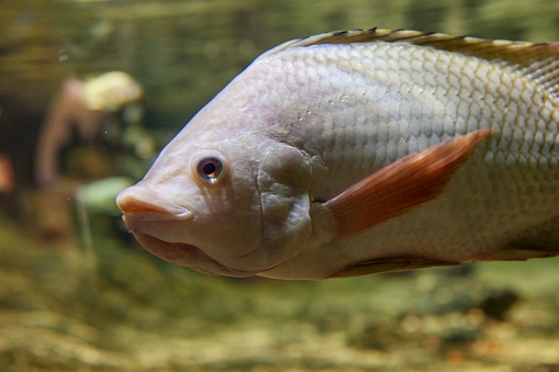 Close-up of head of Nile tilapia or Oreochromis niloticus in aquarium.