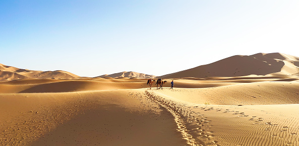 Nomadic Tuareg tribesmen (Berber) with camel crossing the Sahara desert in Morocco