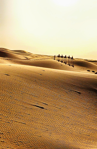 Nomadic Tuareg tribesmen (Berber) with camel rider crossing the Sahara desert in Morocco