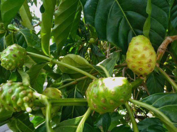 Noni (Morinda citrifolia) is a green fruit that is commonly found in Australia, India and Southeast Asia, including Indonesia. This fruit is quite popular consumed as herbal medicine and supplements. stock photo