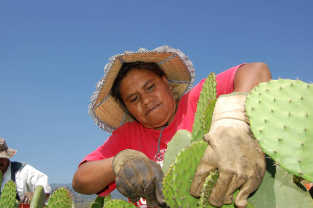 Nopal Harvest, San Augustin, Morelos stock photo