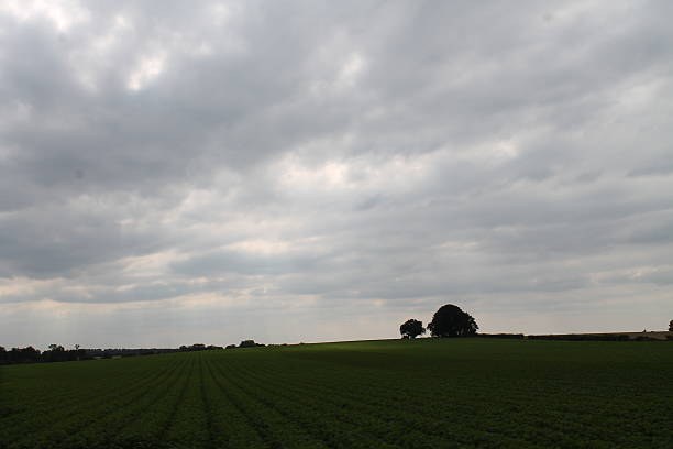 Norfolk Field the flat fields of norfolk altostratus stock pictures, royalty-free photos & images
